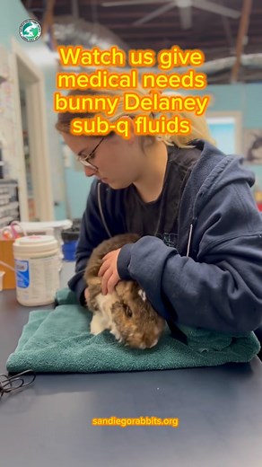 Watch us give medical-needs bunny Delaney sub-q fluids! She recently overcame a small bout of stasis, so we are supporting her recovery with daily fluids. We always have a towel handy to gently wrap her in, as she can be a fit fidgety during fluid administration. Learn more about how you can support Delaney and her brother Bear’s ongoing medical needs by visiting our website http://sandiegorabbits.org #rabbit #bunny #medicalneedsbunny #howto #rescue #sandiego #nonprofit #animalshelter #bunnyshel