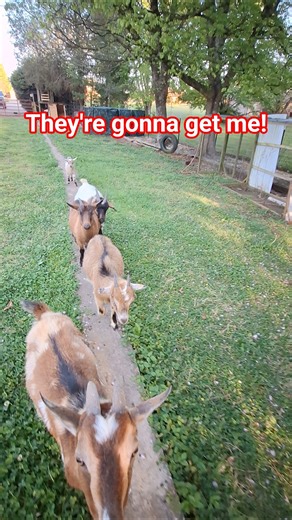 Hungry goats chasing me! #goats #farmlife #cute #cuteanimals