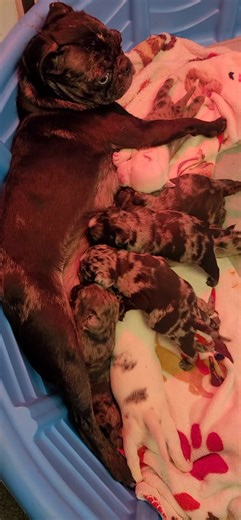 It's a feeding Frenzy. They will be 3 weeks tomorrow. They have started walking and all eyes are open. It looks like we have some blue eyes. I will try to get pictures later. Right now, we are preparing for snow! #pug #pugs #pugpartyplusone #frugs | Pug Party Plus One