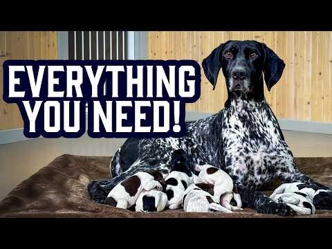 What You ACTUALLY Need To Whelp A Litter Of Puppies (Don't Skip This)