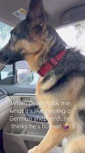 He thinks he’s HUMAN #germanshepherd #gsd #germanshepherdpuppy #reels #shorts | Cute Animals