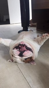 It seems like yesterday.. 🤍🐰😇 #2016 #loganthebulldog #houseofbulldogs | House of Bulldogs