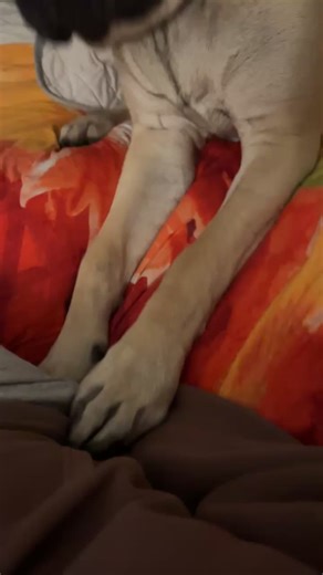 Mastiff Puppy Playtime: Training and Fun with Daisy