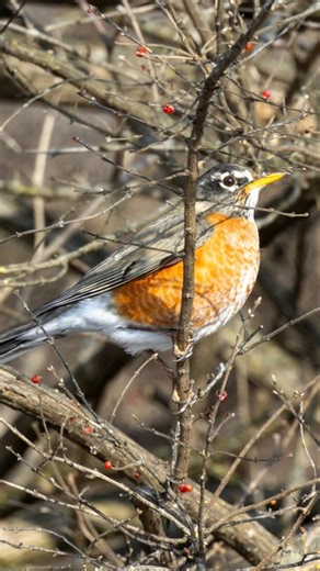 The Many Birds of My 2026 Adventure Part 1: American Robin! #shorts #birds