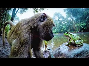 Frog and Monkey Friendship Secrets Revealed | #MonkeyLife, #FrogMoments, #AnimalBond