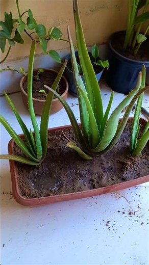Repotting of aloevera plant...care tips of this plant ☘️ #shortvideo #garden #shortsfeed #trending