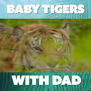 63K views · 1.2K reactions | The keepers at Chester Zoo have the tricky job of moving a family of Sumatran tigers to a new enclosure. Once they arrive, it's up to mum and dad to help their baby tiger cubs explore their new home and settle in. | Nature Bites | Facebook