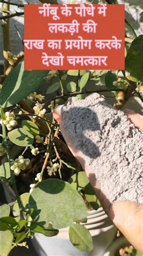 नींबू के पौधे में लकड़ी की राख का प्रयोग करो और देखो चमत्कार💥 #organic #gardening #shorts #viral