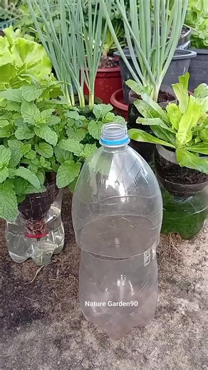 To grow mint in a bottle, use peat moss as a growing medium and place it in partial shade. Once the roots have established (20 days), add compost. #APELE #bibit #mint #agriculture #gardening #satisfying #garden #farming #fruit @top fans Nature Garden90 | Nature Garden90