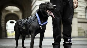 563K views · 37K reactions | A Belgian Malinois named K9 Hurricane, who became the most decorated dog in U.S. history after taking down an intruder at the White House in 2014, has died at age 16. David Muir shares the incredible impact he made while serving the U.S. Secret Service. https://abcnews.link/egMiSNC | ABC World News Tonight with David Muir | Facebook