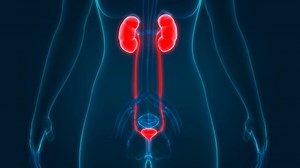 Female Urinary System Kidneys Bladder Anatomy Stock Footage Video (100% Royalty-free) 1033637579 | Shutterstock