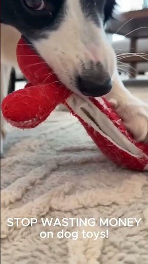 3 Dog Toys That Survive Aggressive Chewers 🐶