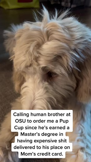 Teressa Will (@violetthedoodlebug)’s videos with Phone Calling (Ringing Tone Telephone Call No Answer Dial Cell Noise Clip) [Sound Effect] - Finnolia Sound Effects