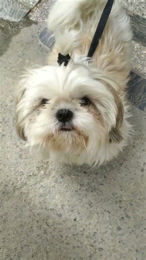 indigo interview questions with answers 😄🎉💐#indigo #cabincrewjobs #cabincrew