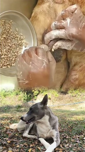 Severe Maggot Removal from Dog | Vet Performs Emergency Testicle Infection Treatment