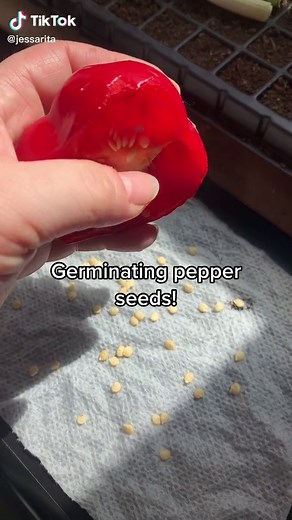 Shishito Pepper Seed Starting and Germination Process