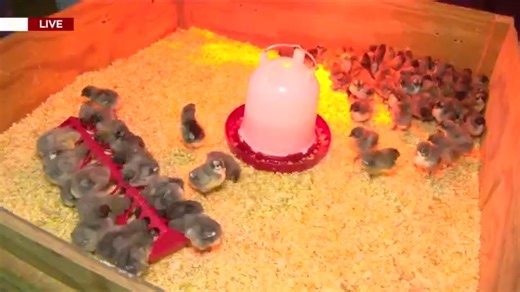 AgMagic returns to LSU AgCenter with interactive fun for families