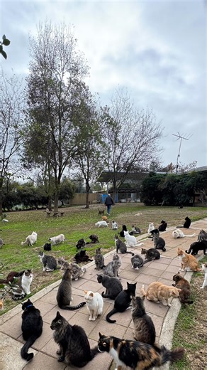 What happens when kindness wins an auction? 🐾 You get a house full of happy cats and one very special day. This wonderful family won a personal tour with Lynea through our online auction, and every minute of it was pure joy. From slow blinks to head bumps to cats soaking up every bit of attention, this 3.5-minute compilation says it all. The love went both ways. Moments like this are only possible because of supporters like you. Every bid, every share, every donation helps keep the doors open a