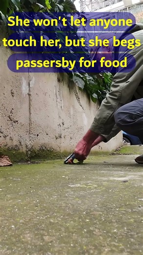 The Brave Seagull Who Can’t Fly. Grounded Wings, Unbroken Spirit