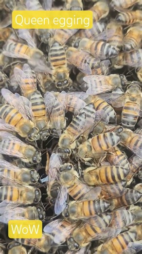 WOW Queen laying eggs. #bee