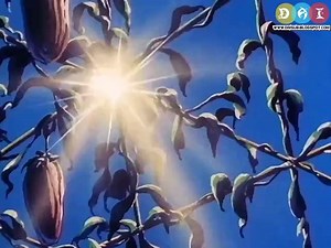 Dragon Ball Episode 79 – AnimeSail