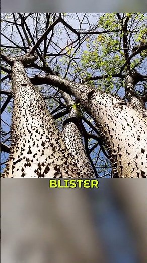 The Dynamite Tree: Shoots Seeds at 160 MPH | Sandbox Tree Facts