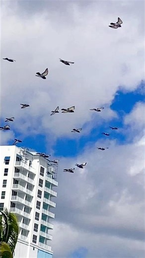 Birds flying at the beach 🕊️🩵#birds #wildlife #beach #shorts