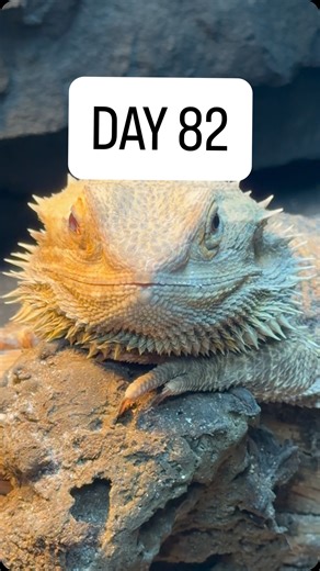 Maple’s World on Instagram: "Reg was so tired today. We think he’s putting a LOT of energy into these next 2 sheds. He got his back off so easily (or at least he made it look easy). He needed lots of love and wanted to sleep out of his tank so badly, but it was a bit too cold in our apartment today. So he curled up in his little desert and slept at 3pm. Let’s see when he gets this shed off. Reggie you’re getting so close!! #reptilesofinstagram #beardeddragon"