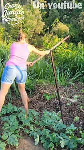 63K views · 1K reactions | Cleaning Up My Jungle Garden to Plant Yuca (part 1) #JungleLife #OffGridLiving #Garden | Crazy jungle adventures | Facebook