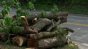 Drought and disease are killing thousands of Minnesota trees — but a local arborist has ideas that can help