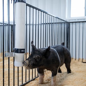 Water your pigs using this sturdy yet lightweight PVC pig waterer. Holds 2 gallons of water. | Weaver Livestock