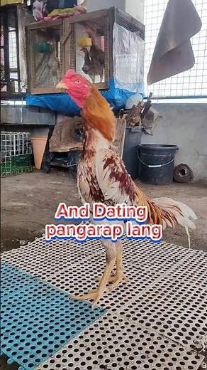 Shamo cross breed to Asil #shorts