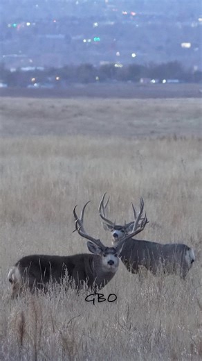 Biggest mule deer buck’s snort-wheeze ever captured on video? I’ve gotten a few of these vocalizations on video before but never from a buck the size of Slingshot! www.GoodBullGuided.com #wildlife #nature #colorado #photography #muledeer