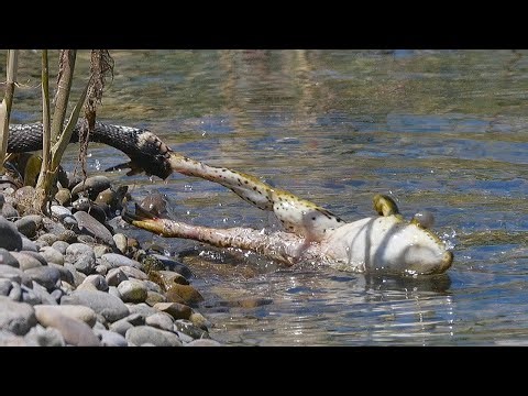 He Eats Venomous Frog and Quickly Pays His Life