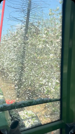 Ara li toca una repentinadeta a les mansaneres #catalunya#segria#alcarras#alcarrasflorit#floracio#mansana#poma#apple#grannysmith#aclarir#fruticultura#agricultura#thegoodfruit#agrogofar# | Jordi Godia Fargues