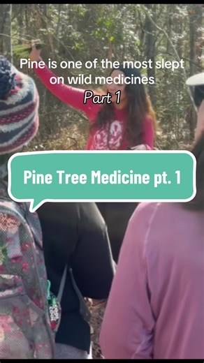 Pine is one of the most slept on wild medicines if you ask me. Let’s talk about it! #pinetrees #medicinalplants #foragers #wildmedicine #herbsyoushouldknow