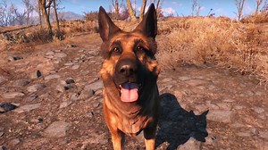 River, the Real-Life Dog That Inspired Fallout 4's Dogmeat, Has Passed Away