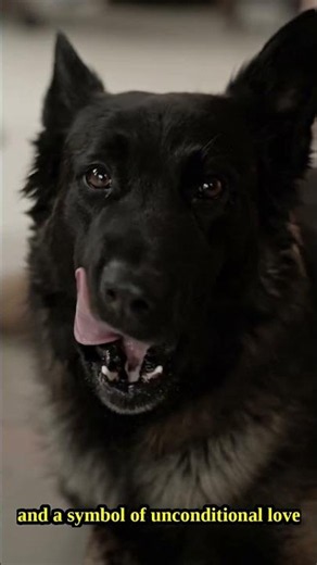 Do Dogs Really Love Us