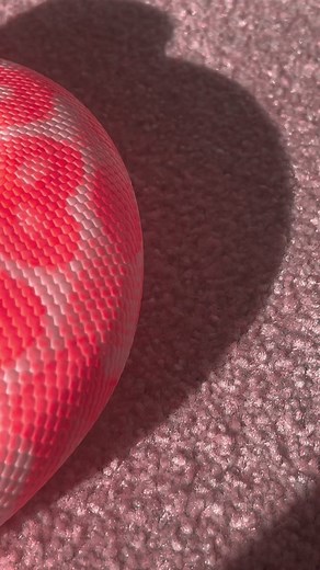 Real Pink Snake - Cute Reptile Videos