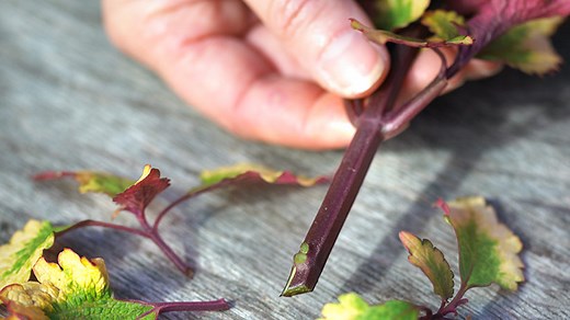 How to Propagate Coleus