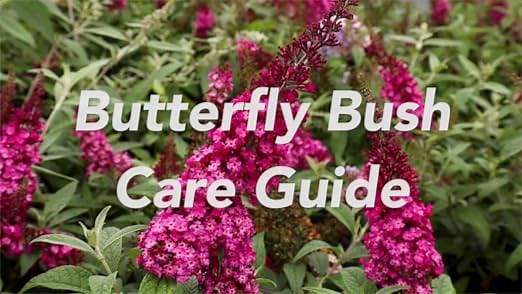 Butterfly Bush Care Guide