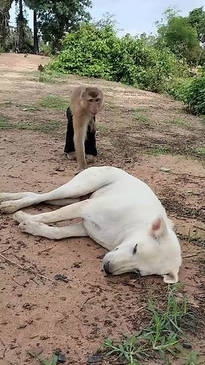 1.1M views · 10K reactions | Good Job Best SokYaa, OG, Pao & Mom Are Famous Around The World #shorts | Amazing challenge | Facebook