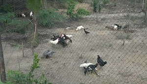 28K views · 1K reactions | This is vital in operating your Philippine Native Chicken Project as efficient as you could be. . . | Philippine Native Chicken | Facebook