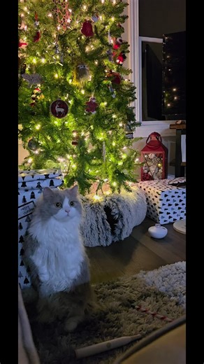 her hardest decision.... the box or the bag? #cat #catsoftiktok #munchkincat