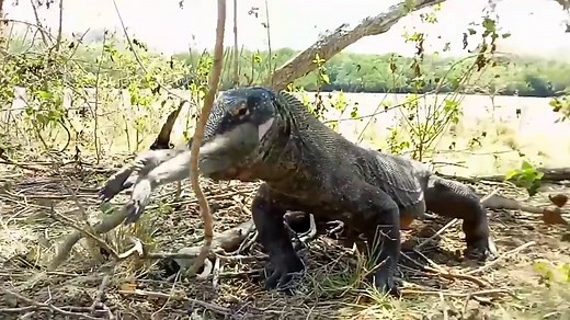 Komodo dragon caught devouring huge monkey in shocking video