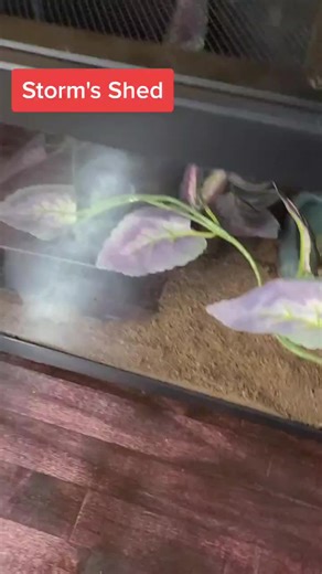 let's unroll the face section and check for eye caps! #snek #ballpythonsoftiktok #ballpythons