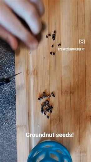 Sowing groundnut seeds!