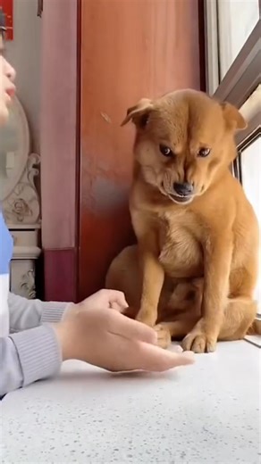 78K views · 485 reactions | HONEST REVIEW after 30 days: “My Labrador used to bark at every noise. Nothing worked until now. Two weeks in and he’s calm, cuddly, and finally relaxed!” – Emma R. ⭐⭐⭐⭐⭐  Eases barking & anxiety fast  Natural herbs like chamomile & valerian  No drowsiness — just daily calm  Shop now & help your pup relax naturally! | Nutri Paw | Facebook