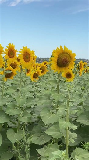 Sunflower in Full Bloom | A Symbol of Light and Hope 🌻☀️