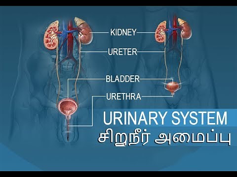 Urinary system in tamil( சிறுநீரக மண்டலம் அதன் அமைப்புகள் )